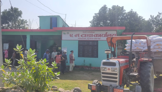 कैलारीमा मतदाता प्रभावित पार्न गहुँको बिउ वितरण गरिदै