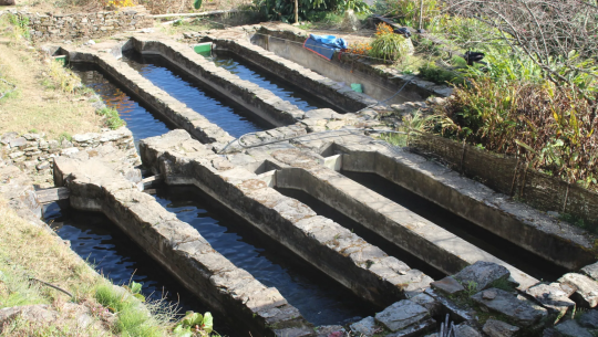 सुदूरपहाडमा विस्तार हुँदै ट्राउट माछापालन