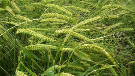 दार्चुलामा लामो समयसम्म पानी नपर्दा हिउँदे बाली सुक्दै