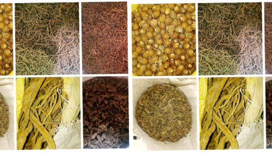 दार्चुलाबाट एक वर्षमा २ हजार क्विन्टल हिमाली जडीबुटी बाहिरियो