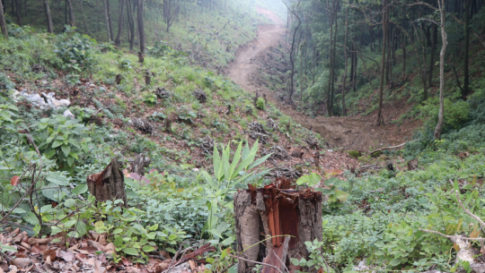 अछाममा  वनका पदाधिकारी र डिभिजन वन कार्यालयको मिलेमतोमा वन फँडानी