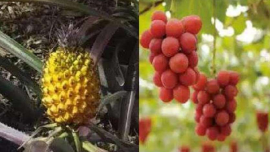 मूल्य सुन्दा नै चकित बनाउँने संसारका सबैभन्दा महंगा यी फल