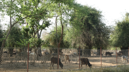 कञ्चनपुरको वेदकोटमा पशु व्यवस्थापनका लागि तारबार, वनको अवरोधले समस्या