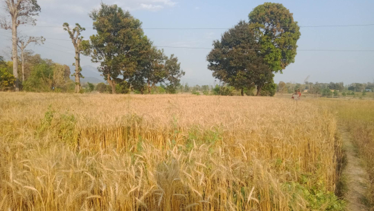 कैलालीको गहुँ खेतीमा रङ्गिन गरिँदै