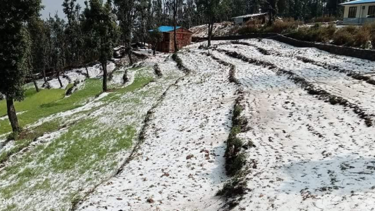 डोटीमा असिनापानी, गहुँबाली र तरकारी खेतीमा नोक्सानी