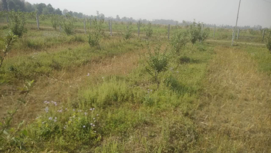 कैलालीमा स्याउ खेती विस्तार, अर्को वर्षको जेठभित्रै बजारमा ल्याउने तयारी