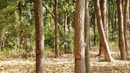 औद्योगिक क्षेत्र दैजी–छेलाभित्र ४३ हजार रुख काटिने, निर्माणको टुंगो छैन