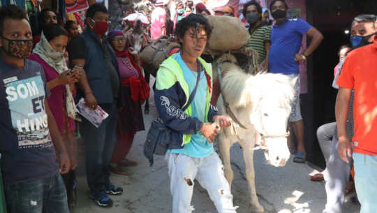 Sauka community begins traditional ‘Kuncha’ migration to Khalanga