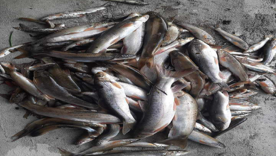 सुदूर पहाडका नदी र खोलामा अवैध रुपमा माछा मार्ने क्रम कहिले रोकिएला?