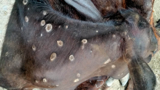 बैतडीमा लम्पी स्किनले ५०० पशु मरे, आठ हजार संक्रमित