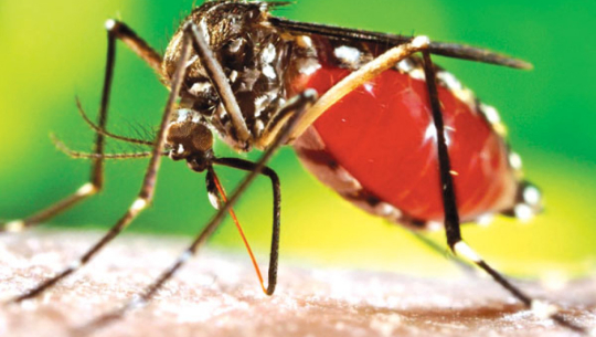 गण्डकीमा डेङ्गुका १०५ र स्क्रब टाइफसका ५४ बिरामी