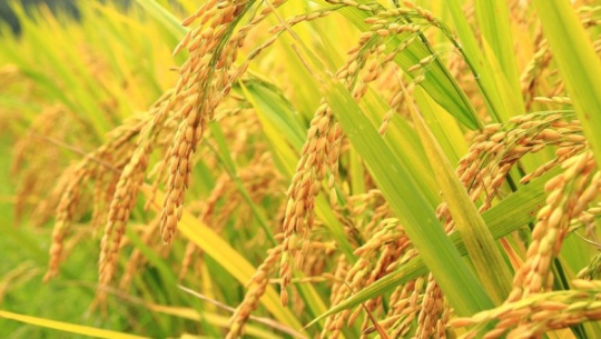 गरे नहुने के रहेछ र ?