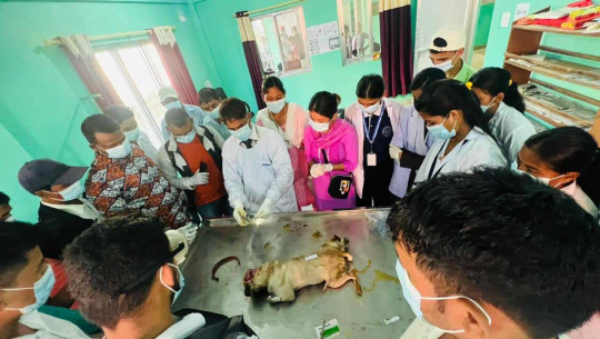 सुदूरपश्चिममा १५ हजार कुकुर बिरालालाई रेबिज विरुद्धको खोप 