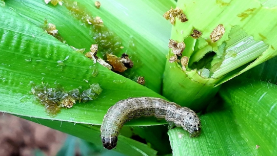 बैतडी र दार्चुलामा फौजी किराको प्रकोप