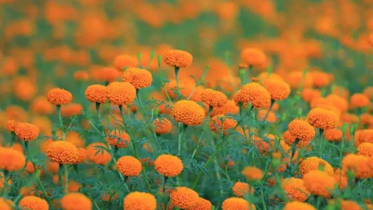 धनगढीमा कम क्षेत्रफलमा पुष्पखेती गर्नेको सबै फूल बिक्री