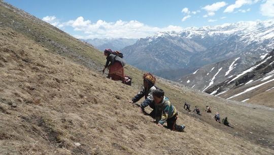 अपिमा यार्सा संकलन बन्द