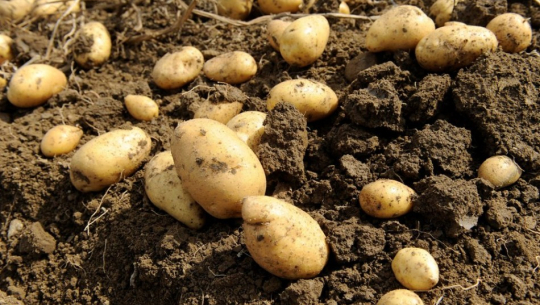 आलु उत्पादनमा कमी