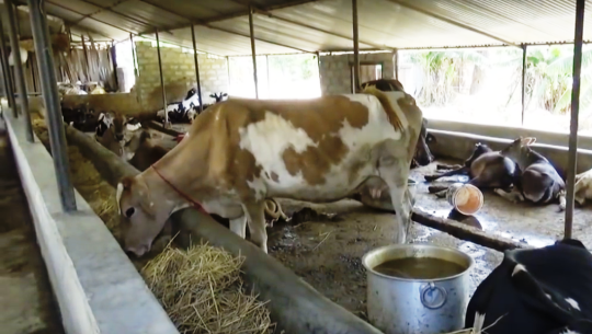 पशुपालन व्यवसायमा रुपान्तरण विना प्रदेश नम्वर ७ को आर्थिक समृद्धी असहज