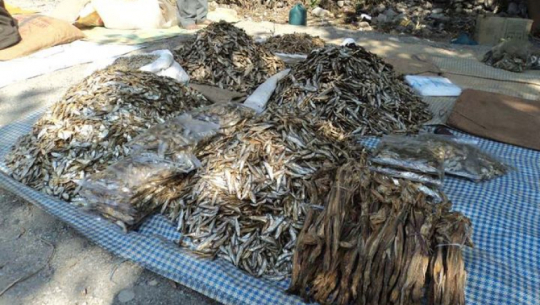 कैलालीबाट सिद्रा माछा लगायतका सामान बरामद 