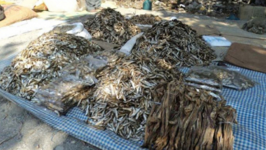 Sidra fish and umbrellas seized in Kailali for customs evasion