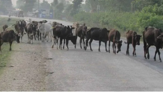 छाडा चौपायाबाट बाली जोगाउन सकस