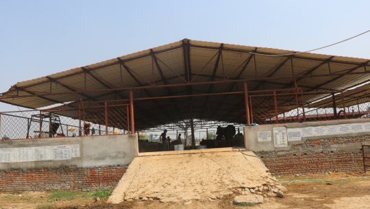 धनगढीमा ‘गौ’ संरक्षणसँगसँगै आम्दानी, अब गोबरको दाउरा बनाउने तयारी