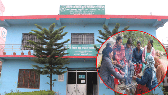 कैलालीमा साना किसान कृषि सहकारीको आतंक, घरमै आएर दुर्व्यवहार