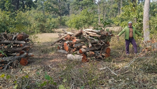 Chairman Arrested for Illegally Cutting Trees in Saraswati Community Forest, Kailali