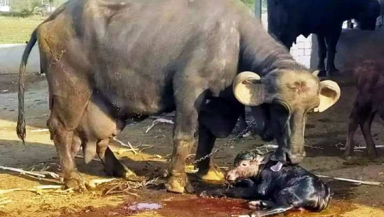 मुर्रा भैँसी घरमै पुगाउने भन्दै भारतीयबाट कैलालीका किसान ठगिए