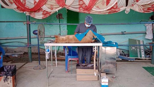 धनगढीमा तीन सयको संख्यामा कुकुरहरुको बन्ध्याकरण गरिँदै