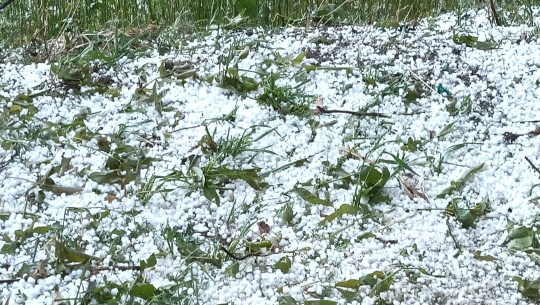 बोगटान फुड्सिलगाउँपालिकामा असिना पानीले गहुँबालीमा क्षति