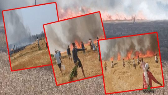 किसानको गहुँबाली खेतमै खरानी, बाली बिमा गर्न प्राधिकरणको आग्रह