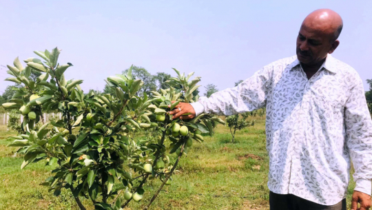 सुदूरपश्चिमको १८ हजार हेक्टर क्षेत्रफलमा फलफूल खेती विस्तार