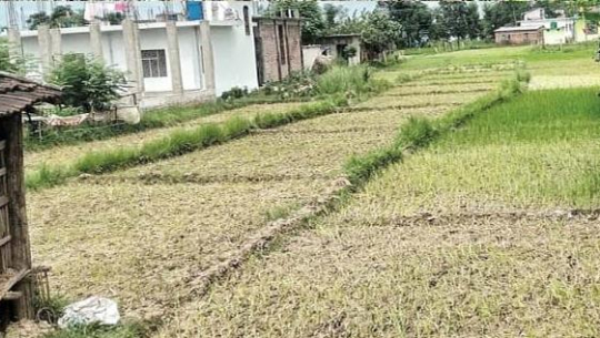 कञ्चनपुरमा वर्षा नहुँदा सुक्न थाल्यो रोपो