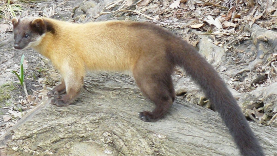 अछाममा मलसाप्रोको आक्रमणबाट ३ सय कुखुरा मरे