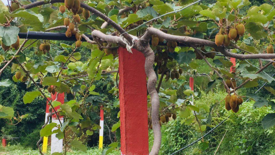 देशमै पहिलो पटक डोटीको जोरायलका भट्टले गरेको किविको कृषि बिमा 