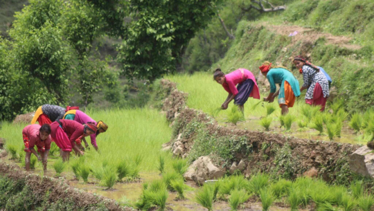 Country reports 38 percent rice plantation