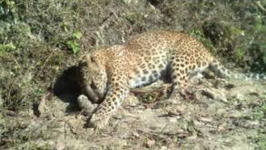 डडेल्धुरामा चितुवा मृत अवस्थामा फेला