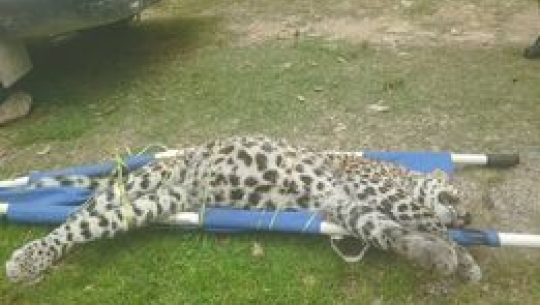 डडेल्धुरामा चितुवा मृत फेला