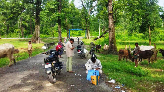 कैलालीका एक लाख बढी पशुलाई खोरेत रोगको खोप