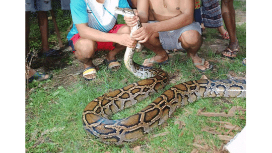 कञ्चनपुरको बेलौरीमा उखुबारीबाट अजिङ्गरको उद्धार