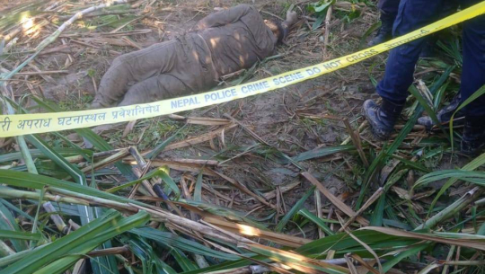 कञ्चनपुरमा ५० को सङ्ख्यामा हात्तीको झुन्ड, स्थानीय त्रसित