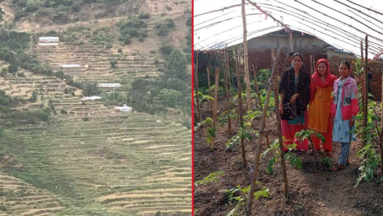 व्यावसायिक तरकारी खेतीतर्फ आकर्षित हुँदै अछामको चौरपाटीका किसान