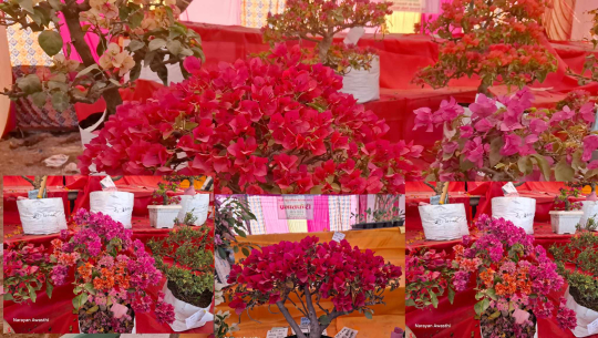 धनगढीका तिलकले बोन्साइ प्रविधिबाट फुलाए एउटै बोटमा थरीथरीका फूल