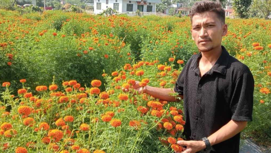 कृषि विषय पढेर व्यावसायिक कृषि कर्ममा जमे अछामका दशरथ र रोसन