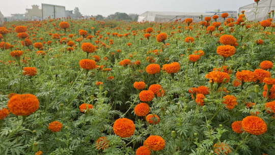 धनगढीमा यी हुन् दशैतिहारमा ७ लाखको फूल बिक्री गर्ने उद्यमी किसान