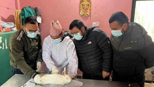 कञ्चनपुरमा खरायोमा देखियो रेबिज, १० प्रजातिमा रेबिज पुष्टि