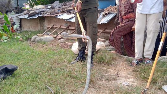 Cobra rescued from a home in godavari