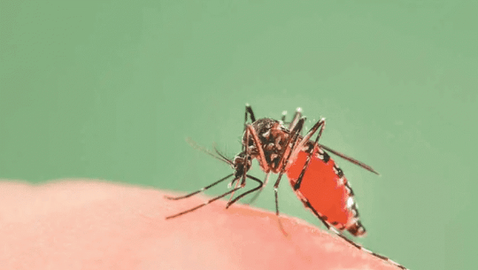 Nearly 10,000 mosquitoes collected in Kailali for PCR testing in elephantiasis research