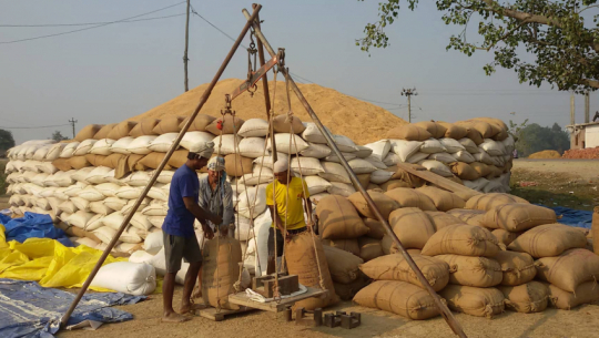 कैलालीमा बोरा अभाव हुँदा धान खरिदमा ढिलाइ